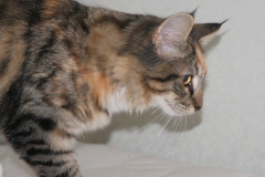 Норвежская лесная кошка Gloria Astra Polaris 10 месяцев 4