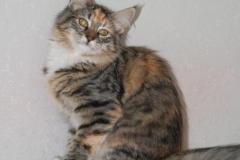 Норвежская лесная кошка Gloria Astra Polaris 10 месяцев 6