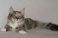 Норвежская лесная кошка Gloria Astra Polaris 10 месяцев 7