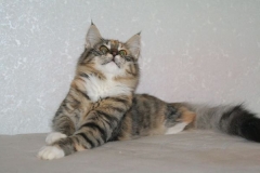 Норвежская лесная кошка Gloria Astra Polaris 10 месяцев 1