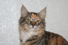 Норвежская лесная кошка Gloria Astra Polaris 10 месяцев 2