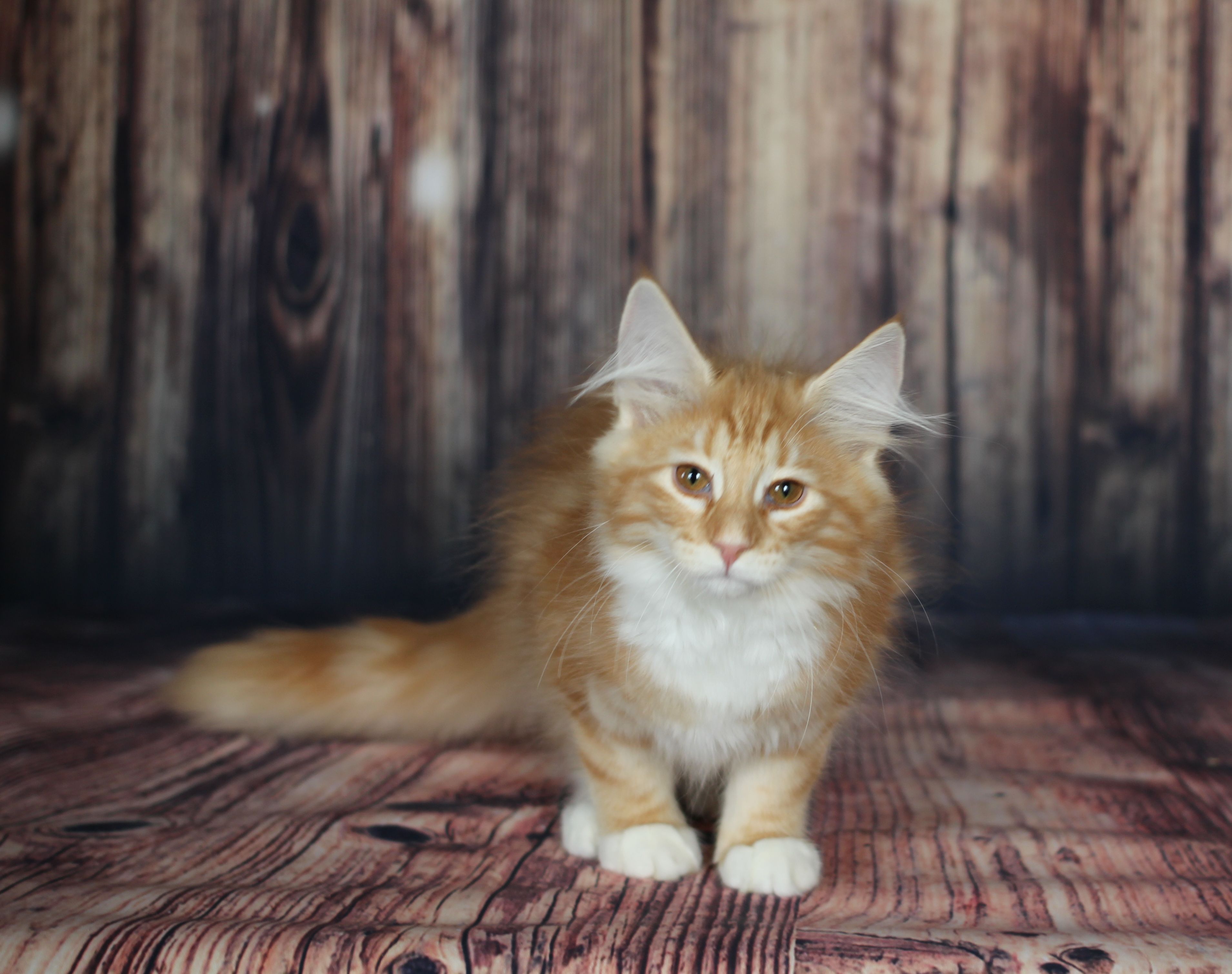 Норвежский лесной кот. Питомник норвежских. Норвежский лесной кот питомник красный. Питомник норвежских. Норвежская лесная кошка питомник спб.