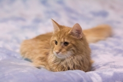 Котенок норвежской лесной кошки Unlim Furry-Neko