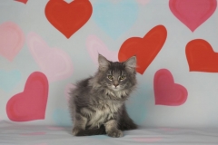 Котенок норвежской лесной кошки Valkyrie Furry-Neko 23