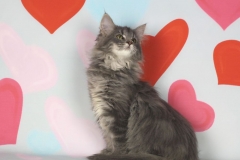 Котенок норвежской лесной кошки Valkyrie Furry-Neko 24