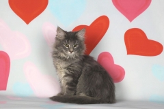 Котенок норвежской лесной кошки Valkyrie Furry-Neko 25