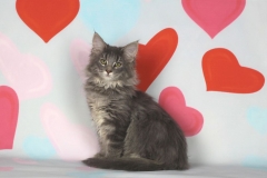 Котенок норвежской лесной кошки Valkyrie Furry-Neko 26