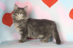 Котенок норвежской лесной кошки Valkyrie Furry-Neko 27