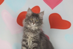 Котенок норвежской лесной кошки Valkyrie Furry-Neko 28