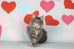 Котенок норвежской лесной кошки Valkyrie Furry-Neko 29