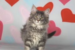 Котенок норвежской лесной кошки Valkyrie Furry-Neko 30