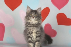 Котенок норвежской лесной кошки Valkyrie Furry-Neko 31