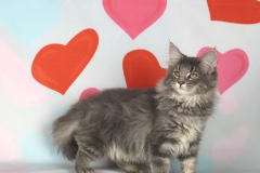 Котенок норвежской лесной кошки Valkyrie Furry-Neko 32