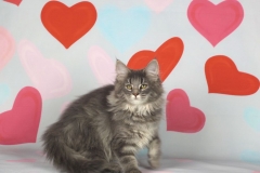 Котенок норвежской лесной кошки Valkyrie Furry-Neko 33