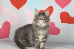 Котенок норвежской лесной кошки Valkyrie Furry-Neko 34