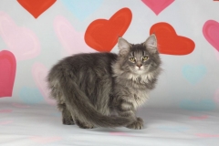Котенок норвежской лесной кошки Valkyrie Furry-Neko 36
