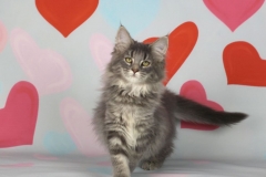 Котенок норвежской лесной кошки Valkyrie Furry-Neko 37