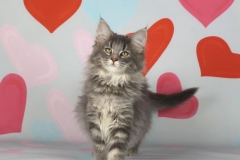 Котенок норвежской лесной кошки Valkyrie Furry-Neko