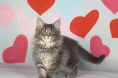 Котенок норвежской лесной кошки Valkyrie Furry-Neko 2
