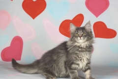 Котенок норвежской лесной кошки Valkyrie Furry-Neko 3