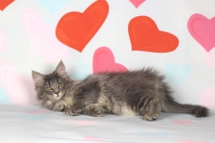 Котенок норвежской лесной кошки Valkyrie Furry-Neko 4