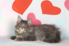 Котенок норвежской лесной кошки Valkyrie Furry-Neko 5