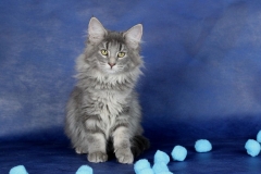 Котенок норвежской лесной кошки Valkyrie Furry-Neko 6