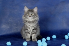 Котенок норвежской лесной кошки Valkyrie Furry-Neko 7