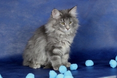 Котенок норвежской лесной кошки Valkyrie Furry-Neko 8