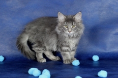 Котенок норвежской лесной кошки Valkyrie Furry-Neko 10