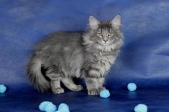 Котенок норвежской лесной кошки Valkyrie Furry-Neko 11