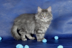 Котенок норвежской лесной кошки Valkyrie Furry-Neko 12