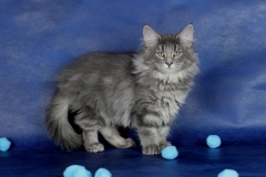 Котенок норвежской лесной кошки Valkyrie Furry-Neko 13