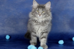Котенок норвежской лесной кошки Valkyrie Furry-Neko 14