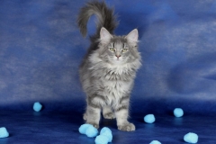 Котенок норвежской лесной кошки Valkyrie Furry-Neko 15