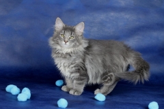 Котенок норвежской лесной кошки Valkyrie Furry-Neko 18