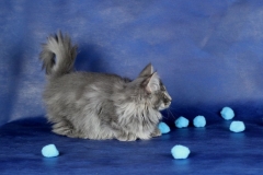 Котенок норвежской лесной кошки Valkyrie Furry-Neko 21