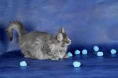 Котенок норвежской лесной кошки Valkyrie Furry-Neko 22